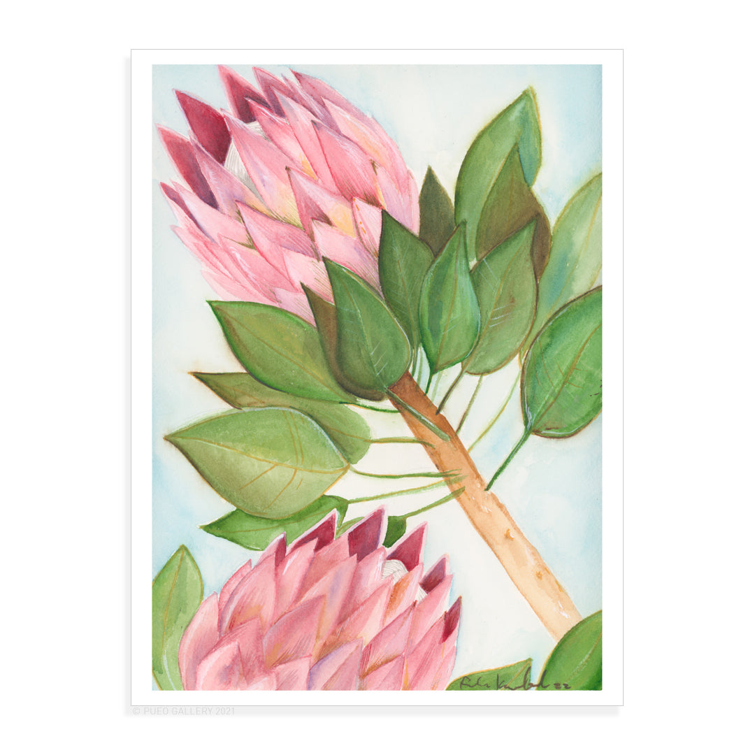 King Protea