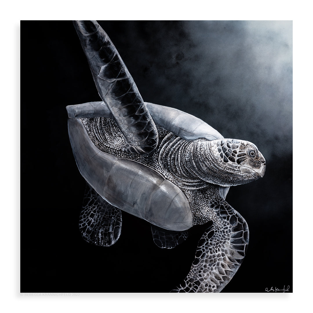 Black and White Honu